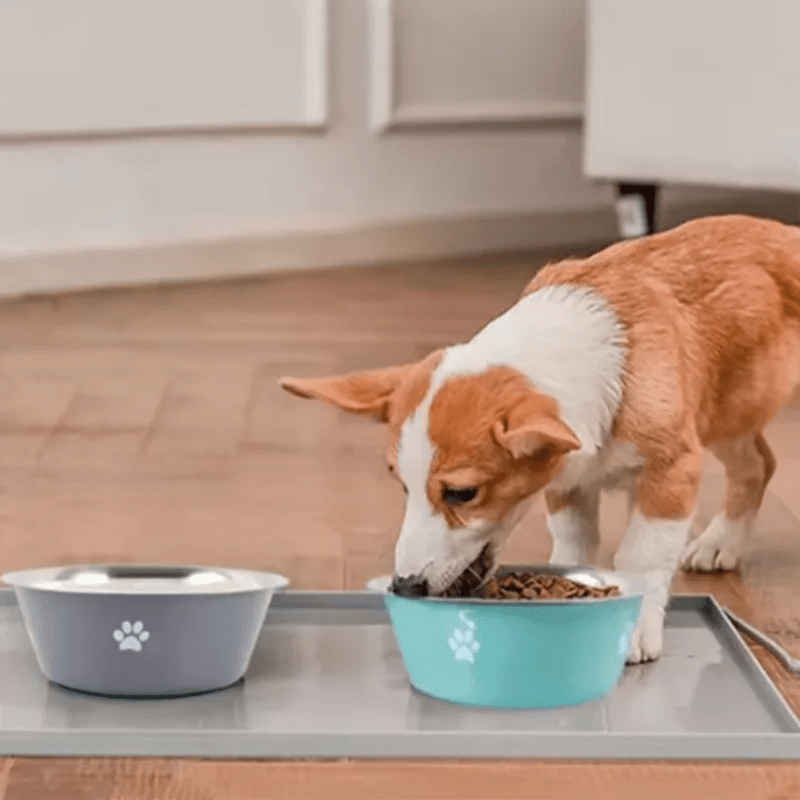 Gamelle Grande Capacité en Acier Inoxydable - FurissimoStore